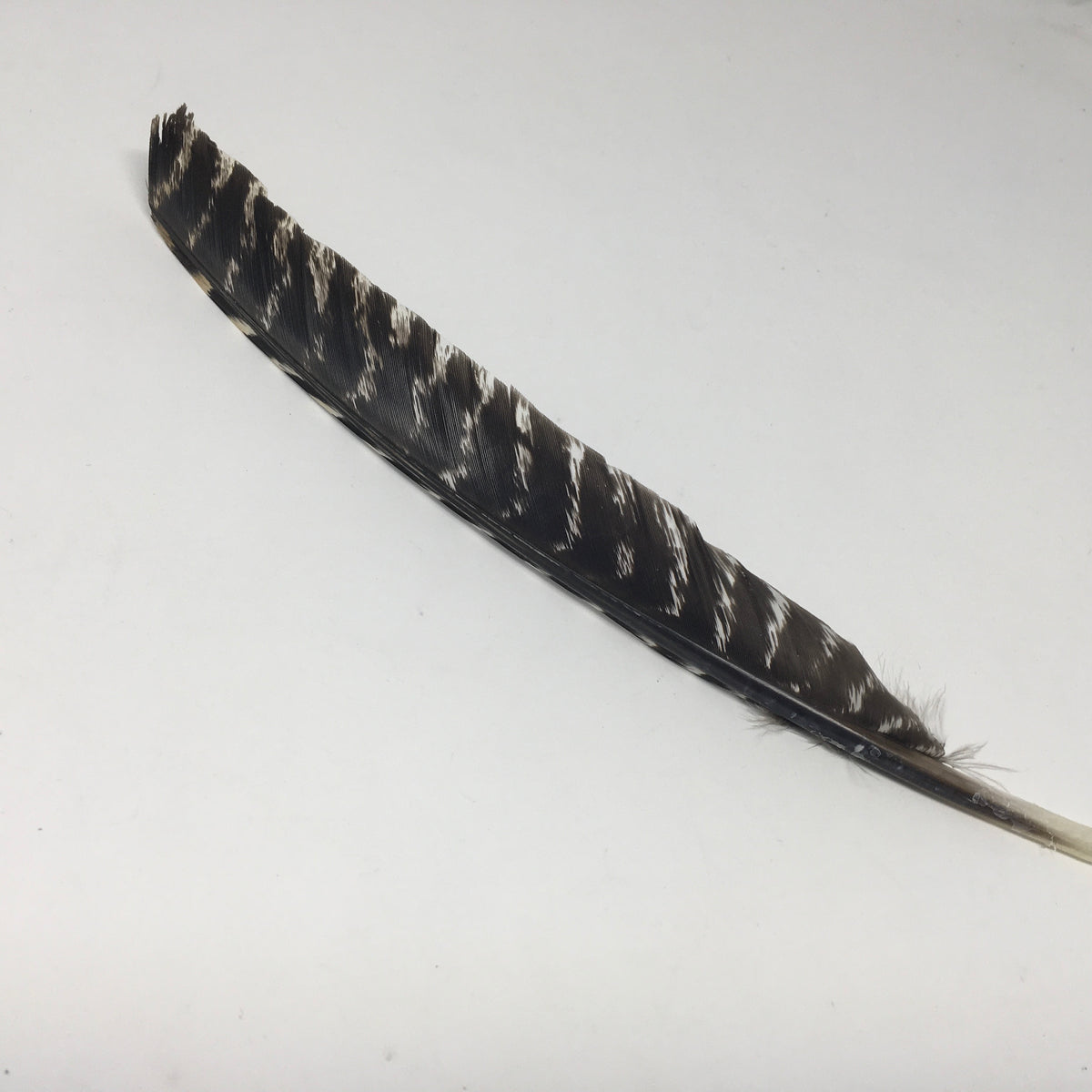 Peacock Wing Spike Feather
