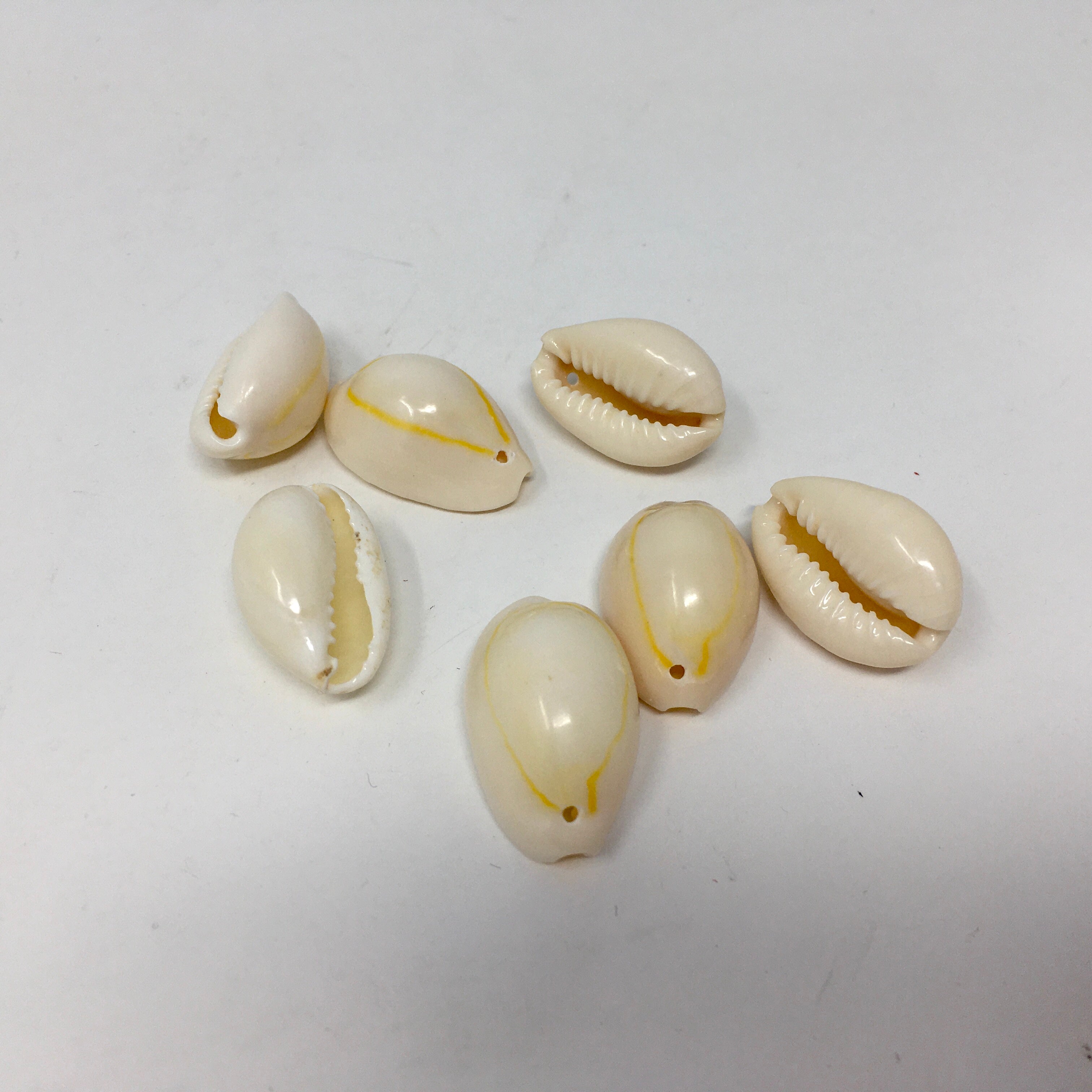 Cowrie Shells