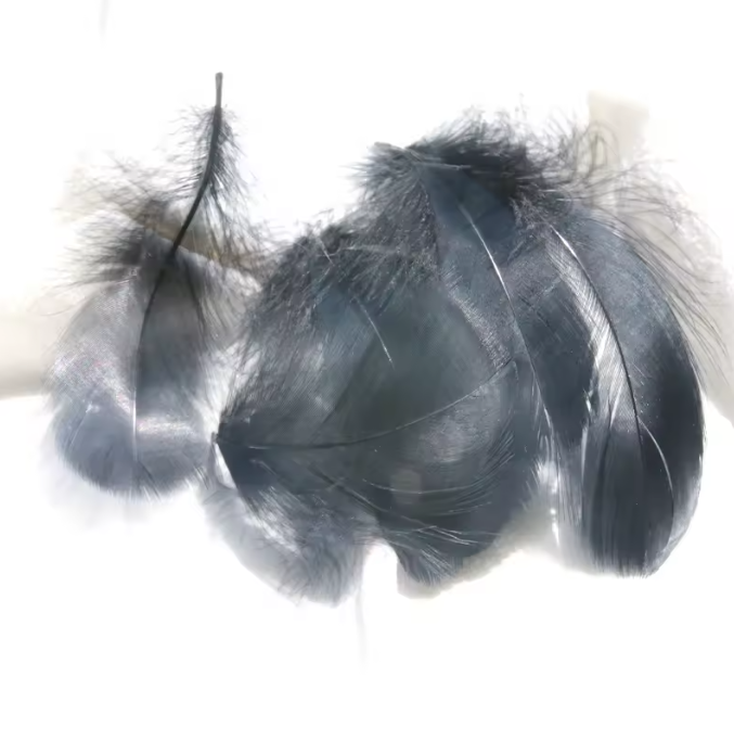 Dyed Feathers