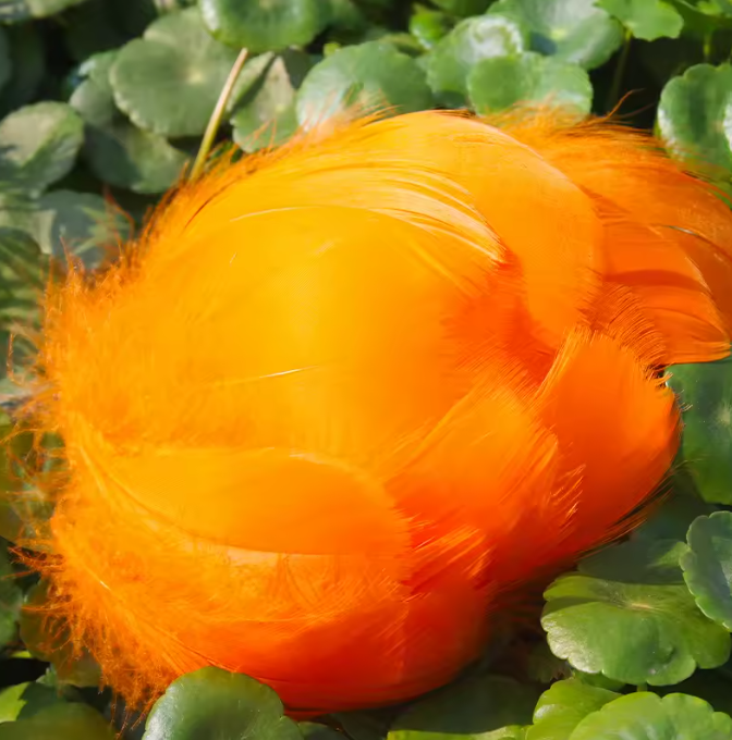 Dyed Feathers